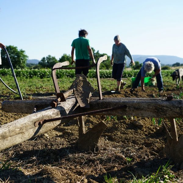Trabajando la tierra